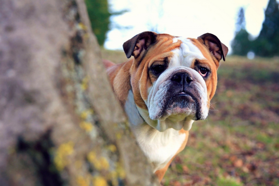 Foto de Bulldog Europeo detrás de un árbol